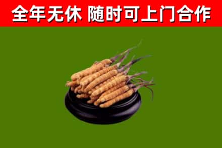 花都区烟酒回收冬虫夏草.jpg